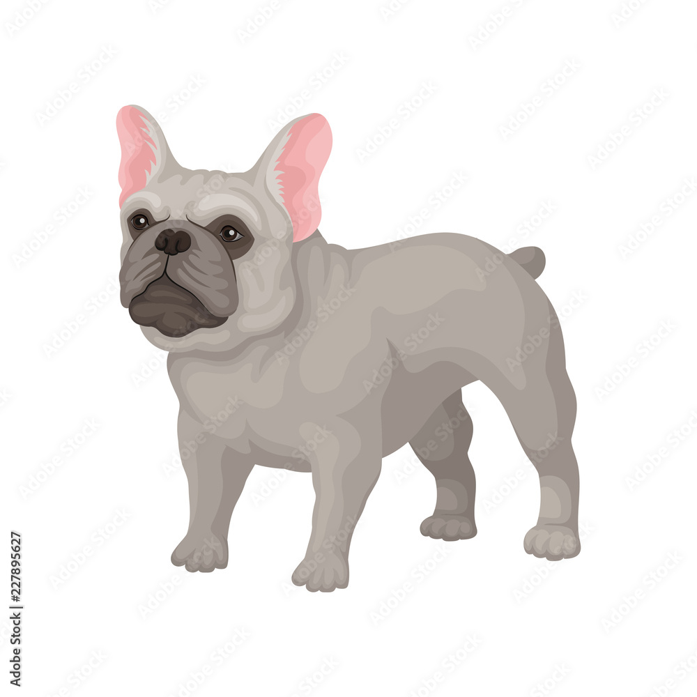 French bulldog standing in rack. Small breed of domestic dog with smooth gray coat, big ears and cute muzzle. Flat vector icon French bulldog standing in rack. Small breed of domestic dog with smooth gray coat, big ears and cute muzzle. Flat vector icon