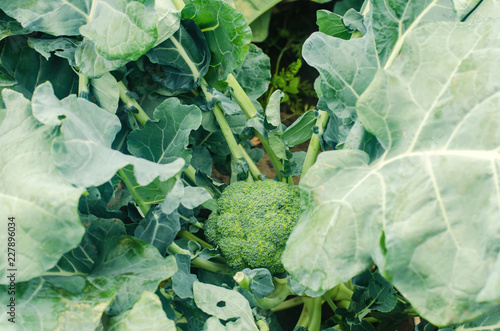 broccoli growing in the field. fresh organic vegetables agriculture farming. farmland. green leaves close up