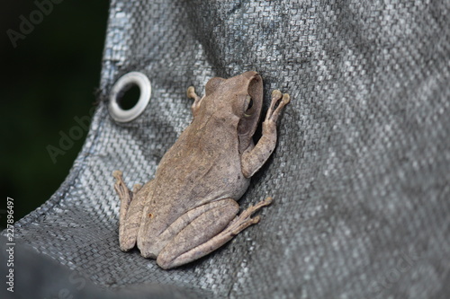 TREE-FROG, it is on black cloth, be careful dangerous around, Thai people call PAT.