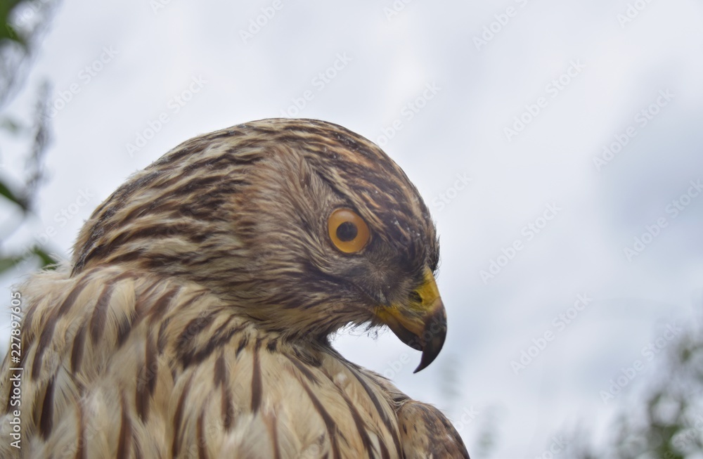 Ausgestopfter Raubvogel vor verhangenem Himmel Ausgestopfter Raubvogel vor verhangenem Himmel
