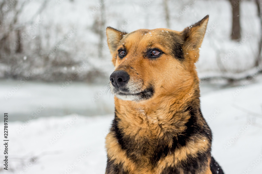 Portrait of a dog on a blurry background in the winter during snowfall_ Portrait of a dog on a blurry background in the winter during snowfall_