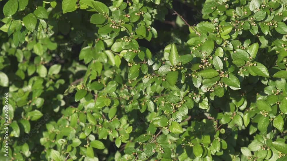Green leaves are swaying from wind Green leaves are swaying from wind