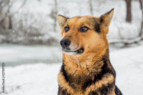 Portrait of a dog on a blurry background in the winter during snowfall_