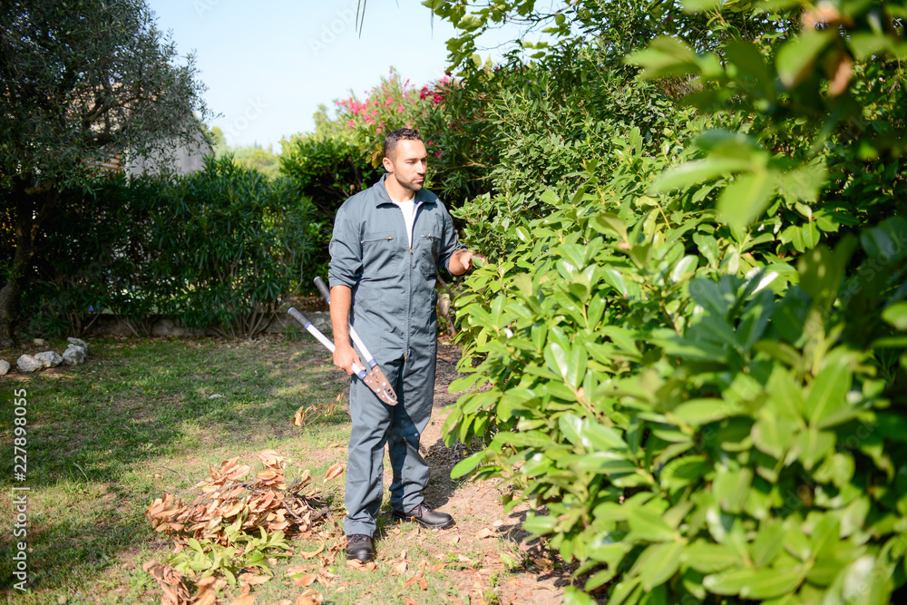Fototapeta premium handsome young man gardener trimming hedgerow in a garden park outdoor