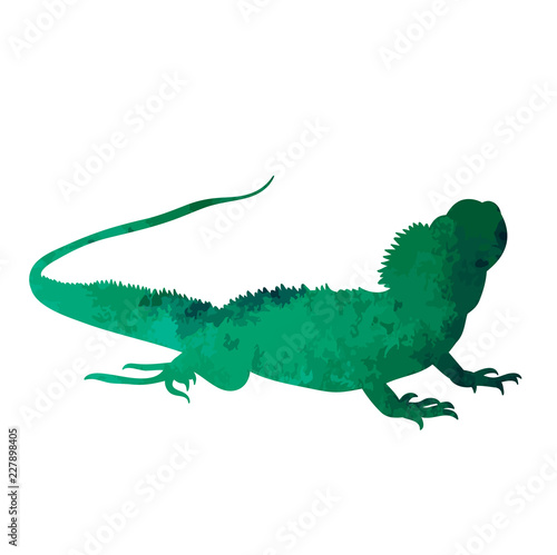  isolated watercolor silhouette of iguana