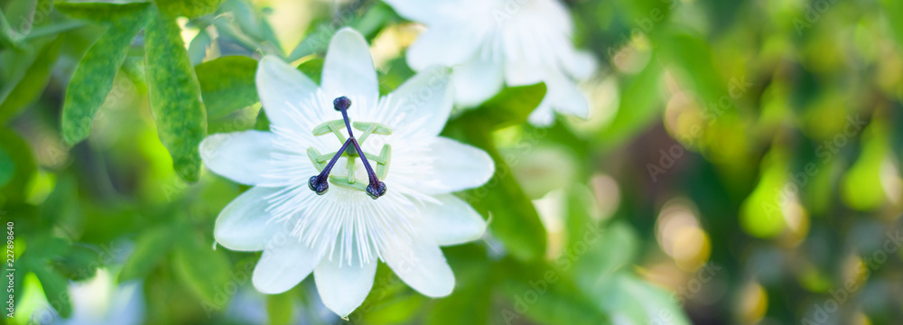 weiße Blume auf Schlingpflanze, Exotische Blume, sehr schön