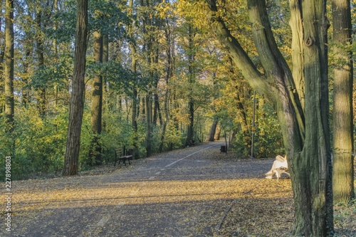 a couple sitting on a lit place at the crossroads of paths in the autumn park