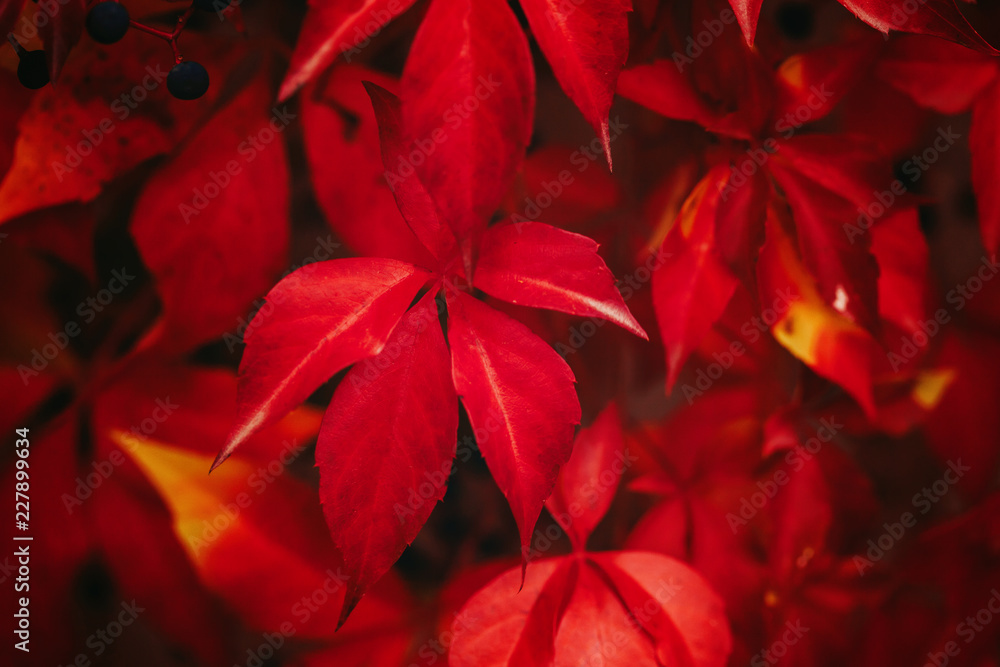 Virginia creeper leaves in autumn colors of red. Close up. Selective focus