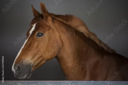 Obraz portret konia