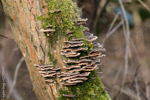 Quadro su tela Bracket fungi
