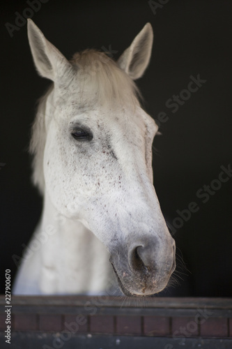 portrait of a horse © enginakyurt