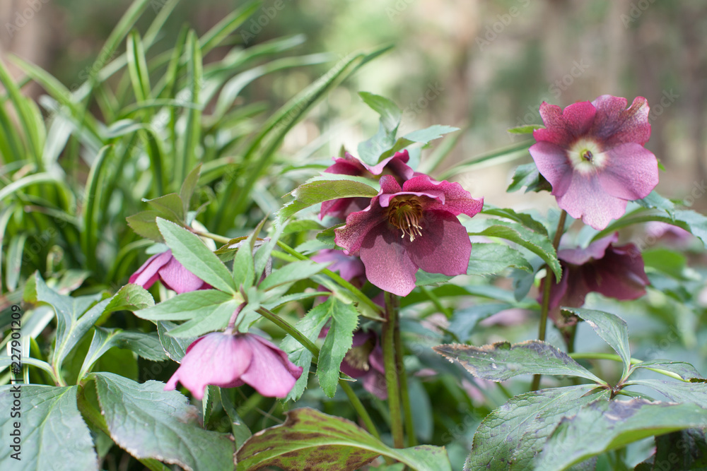 赤紫色のヘレボルス クリスマスローズ Stock 写真 Adobe Stock