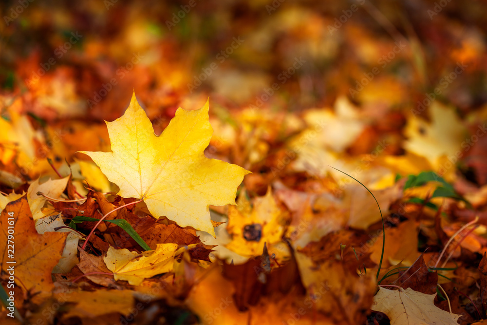 Beautiful yellow maple leaf of the other autumnal leaves Beautiful yellow maple leaf of the other autumnal leaves
