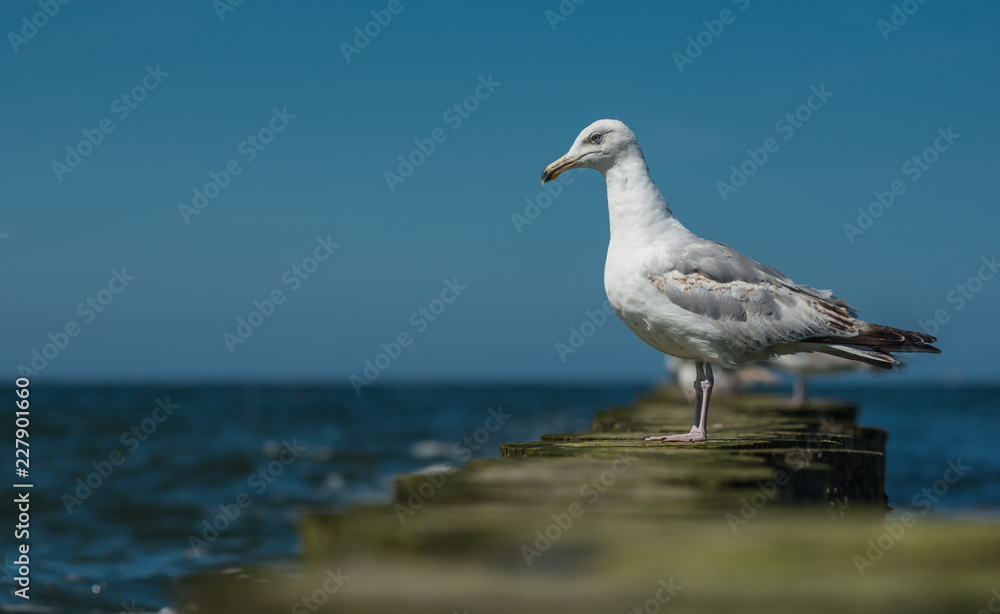 A seagull standing on a mossy breakwater near the shore of the Baltic Sea. A seagull standing on a mossy breakwater near the shore of the Baltic Sea.