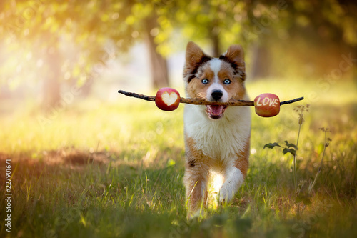 Fotografie Dog, Australian Shepherd retrieves stick with skewered apples