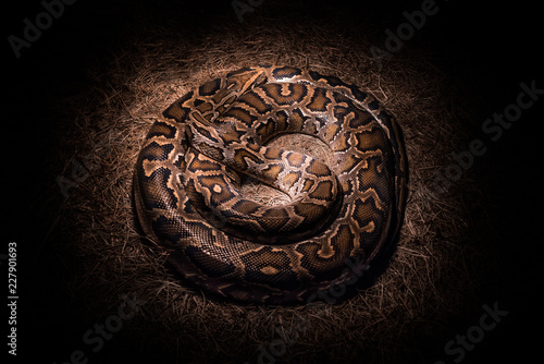 Foto Boa constrictor warming itself under a lamp on velour grasses.