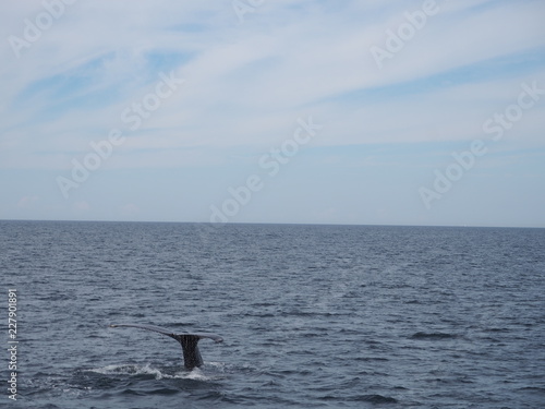 Fluke eines Buckelwals auf dem offenem Meer