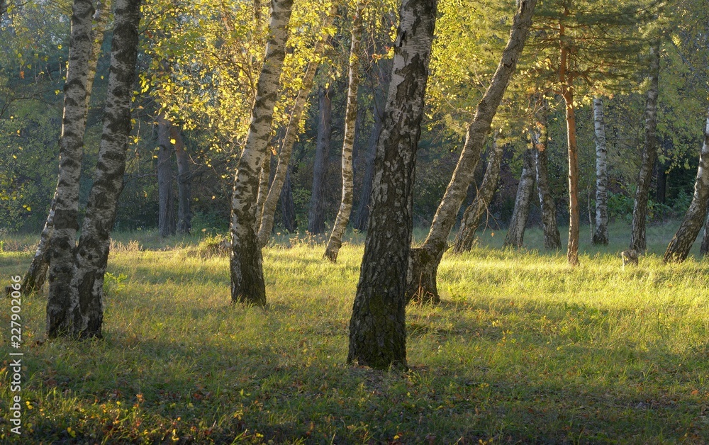 Fototapeta premium Мorning in autumn