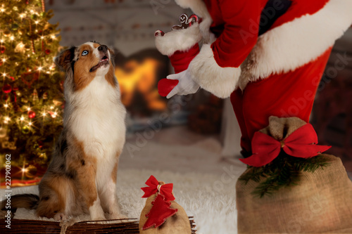 Fototapeta Naklejka Na Ścianę i Meble -  Dog; Australian Shepherd with Santa Claus