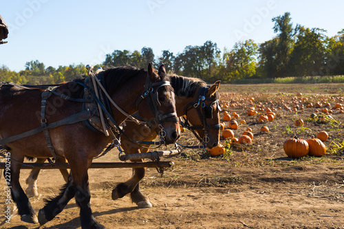 Horses Pulling a Wagon at the Pumpkin Patch