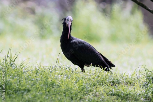 Waldrapp