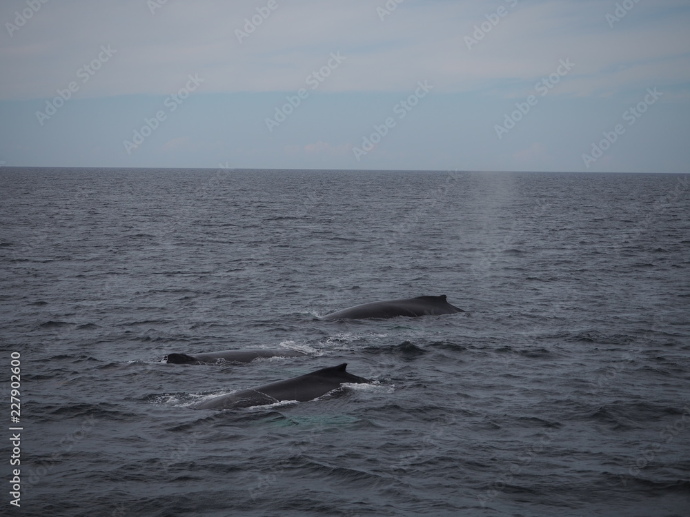 Fototapeta premium Drei parallel schwimmende Buckelwale