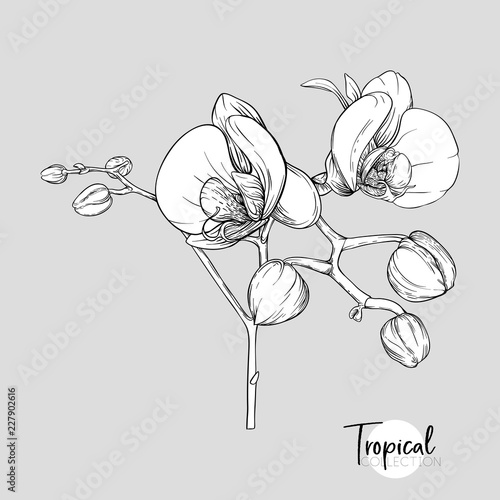 Set of elements for design with tropical plants