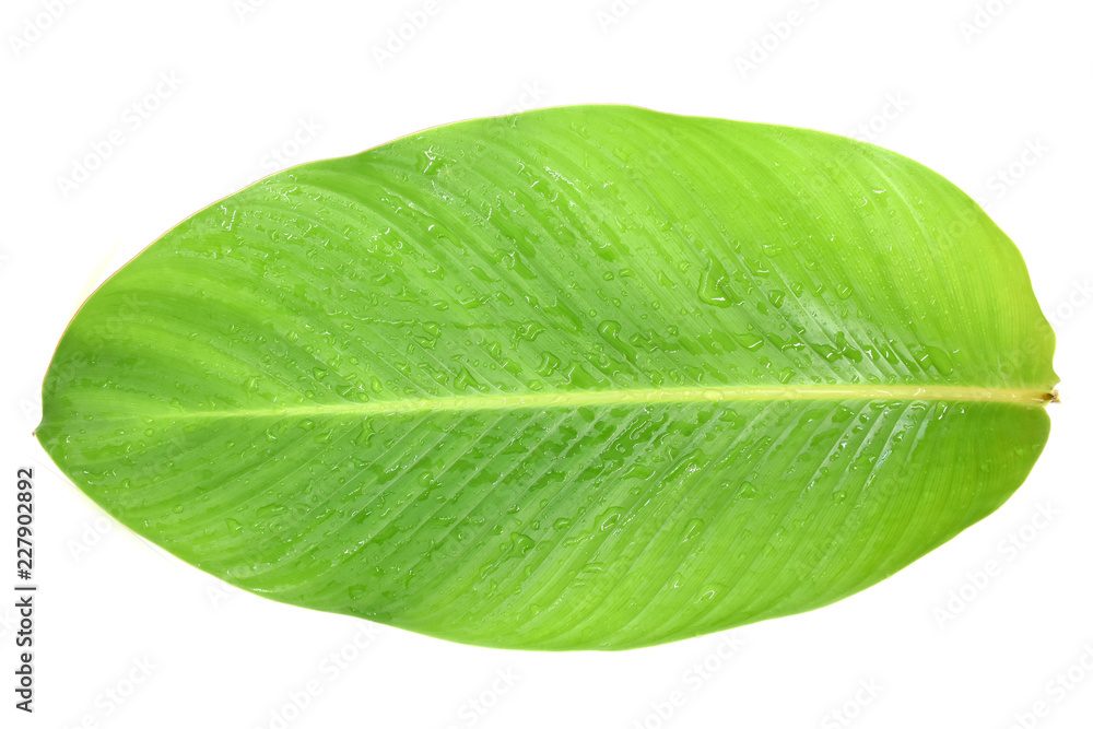 Tropical leaves green on white background.