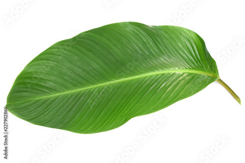 Tropical leaves green on white background.