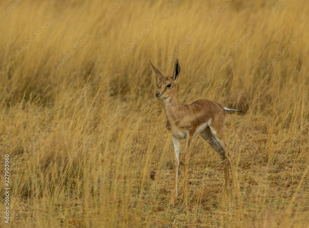 A young springbok calf hides away in the grass on the African plain image with copy space in landscape format A young springbok calf hides away in the grass on the African plain image with copy space in landscape format