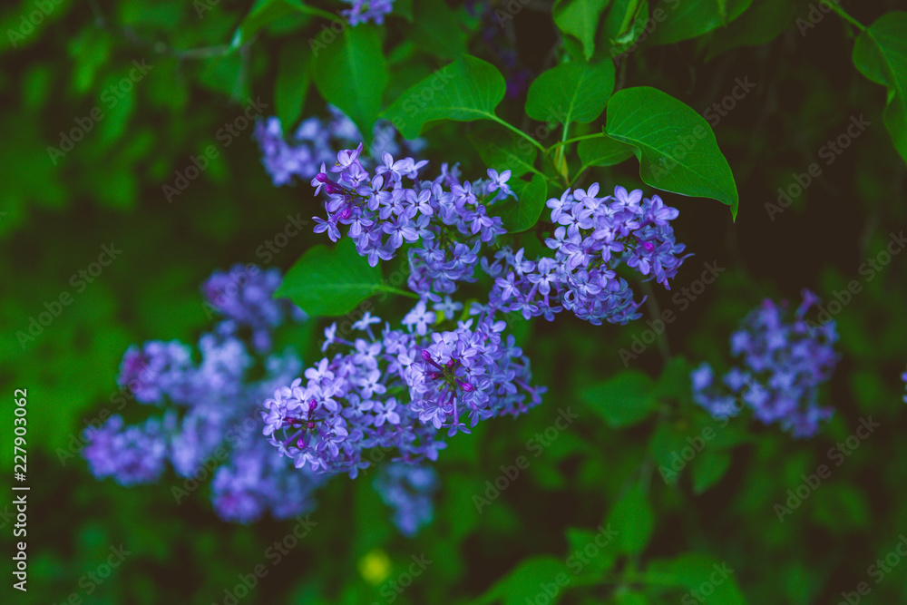 A branch of lilac with blue flowers in the spring. Evening light. A branch of lilac with blue flowers in the spring. Evening light.