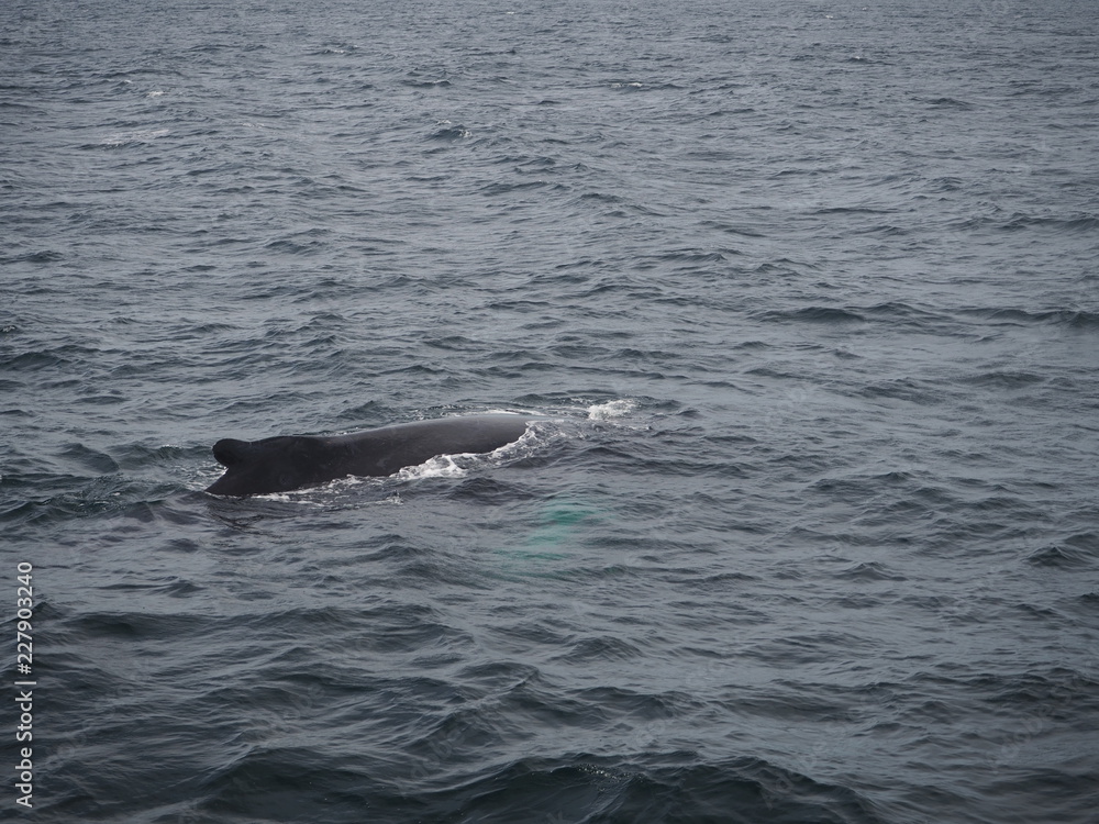 Obraz premium Wal an der Wasseroberfläche zum Luft holen