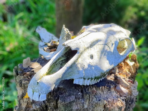 Old horse skull