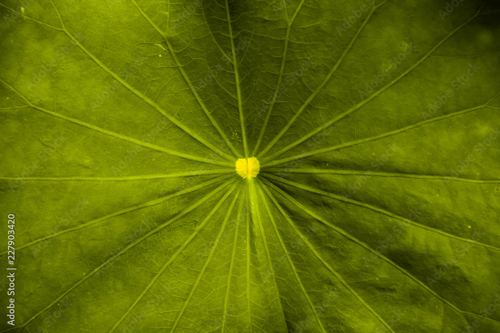 Lotus leaf Lotus leaf