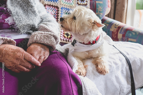 Therapy pet dog on couch next to elderly person in retirement rest home for seniors