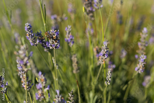 Lavender in a Field on a Sunny Day