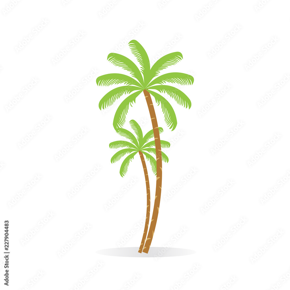 Obraz premium Coconut tree. Palm with bunch of coconut fruit. Isolated. White background.