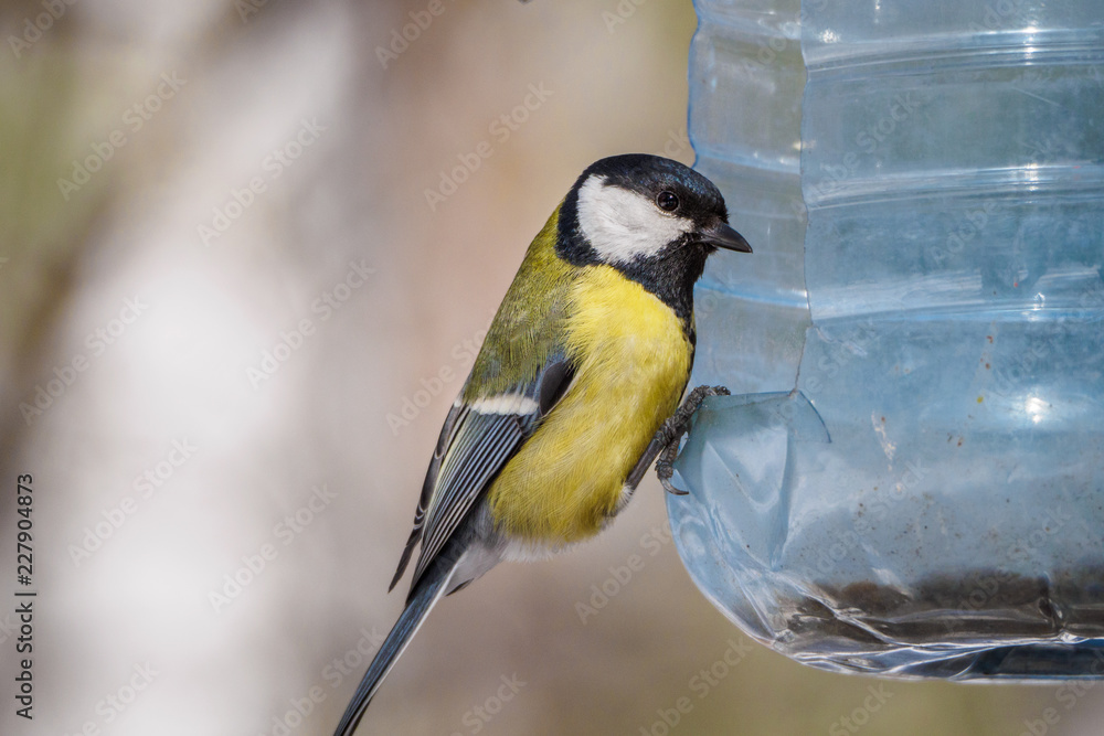 Obraz premium Blue tit sitting on a bird feeder. Big plastic bottle used as feeder for birds in winter. Great Tit with a seed in the beak is perched on the aperture.