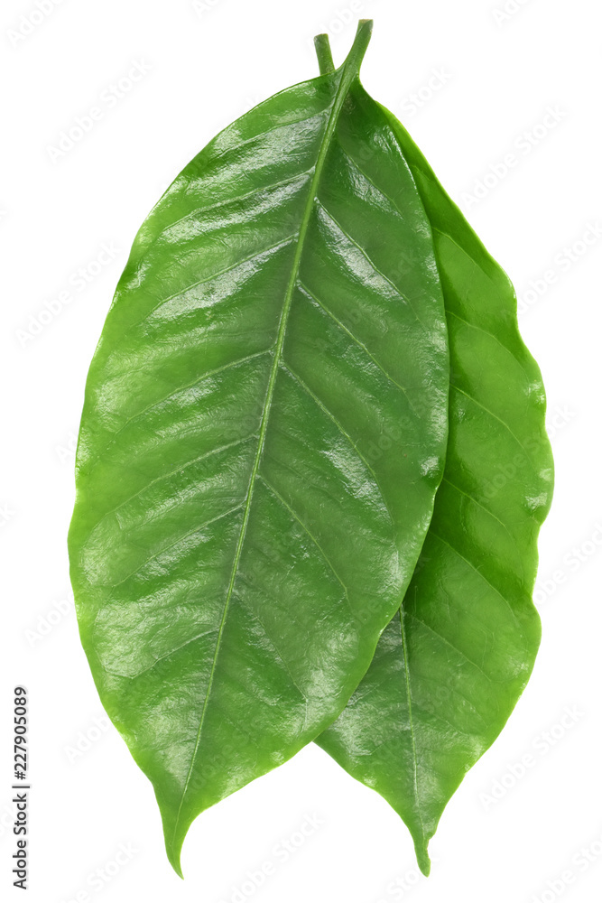 Fototapeta premium Coffee leaves green on white background.