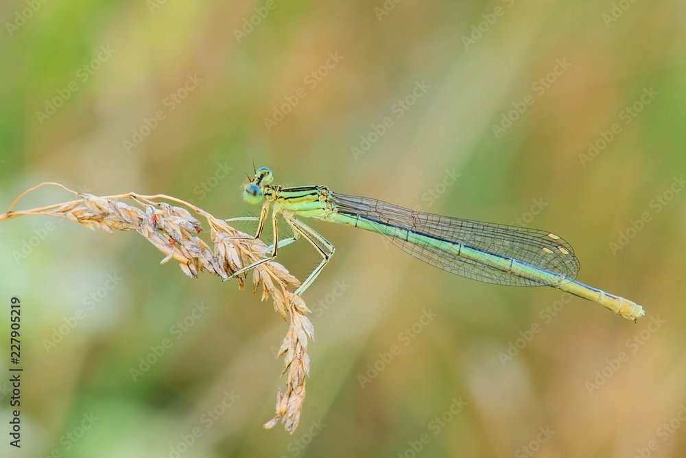 Damselfly sitting on dry grass at dusk - closeup Damselfly sitting on dry grass at dusk - closeup