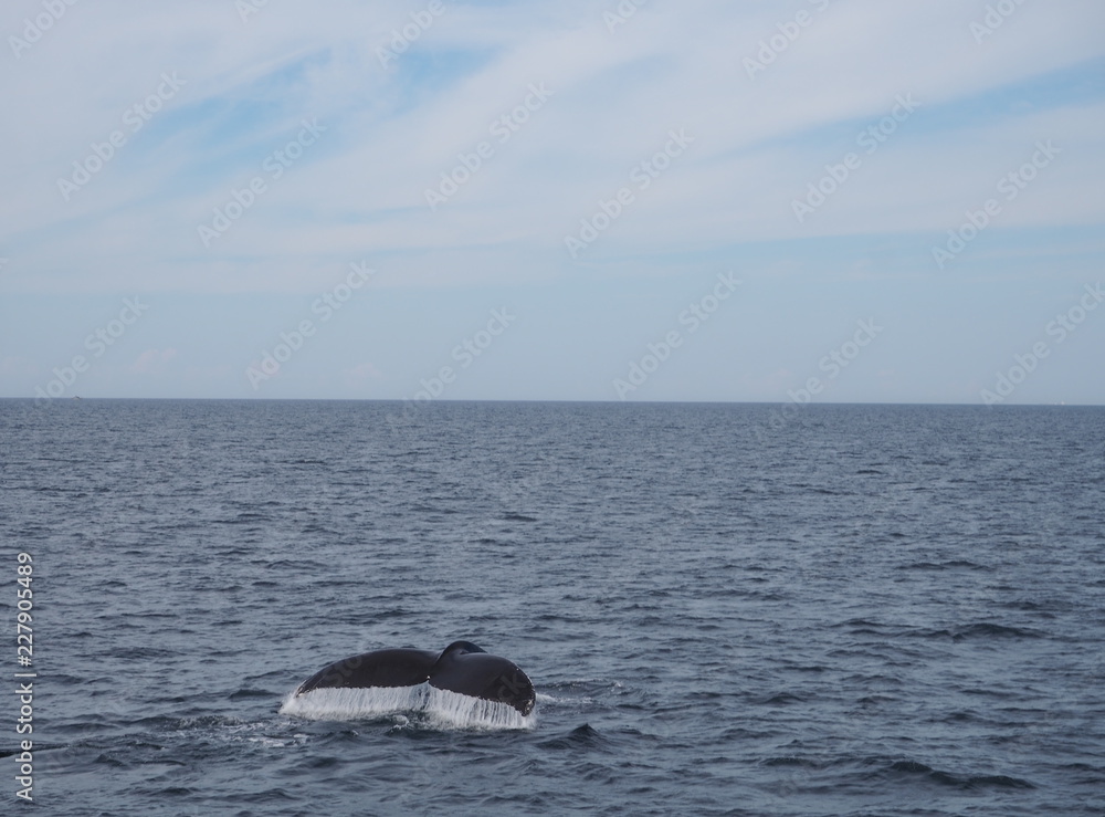 Fototapeta premium Fluke eines Wals mit abtropfendem Wasser