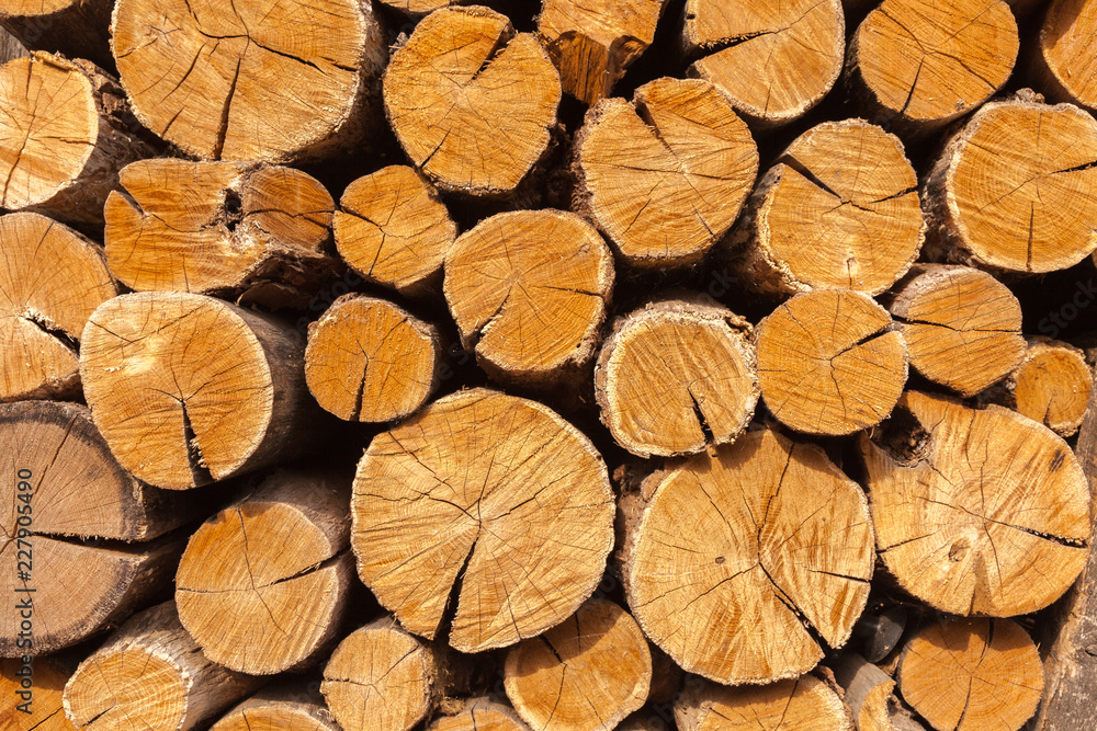 Fototapeta premium Oak firewood stacked in a pile.