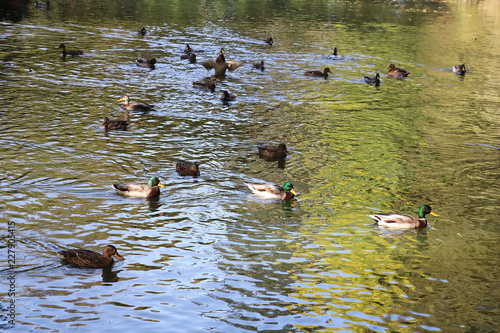 Pond with ducks in autumn park 