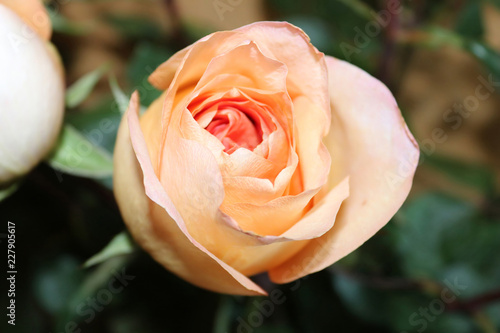 Beautiful orange rose