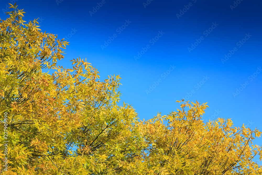 Autumn tree with yellow foliage against the blue sky with white clouds.