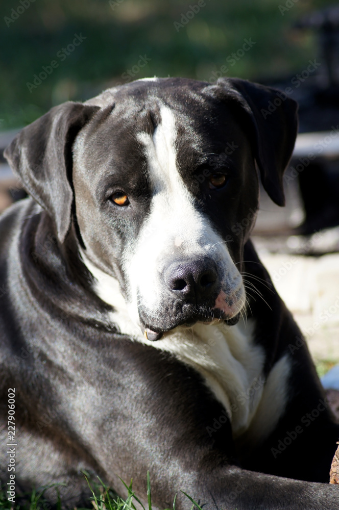 Nahaufnahme einer wunderschönen schwarzen Bulldogge Nahaufnahme einer wunderschönen schwarzen Bulldogge