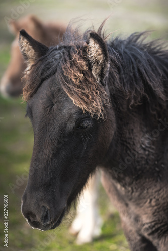 Closeup portrait of a black Icelandig horse foal