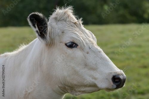 Closeup side portrait of a white cow © Magnus