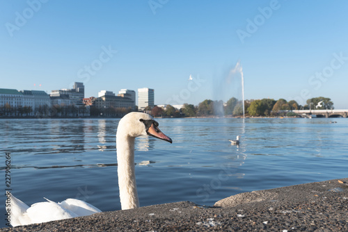 Fototapeta Naklejka Na Ścianę i Meble -  low angle view of swan on Alster Lake in Hamburg, Germany on clear and sunny day