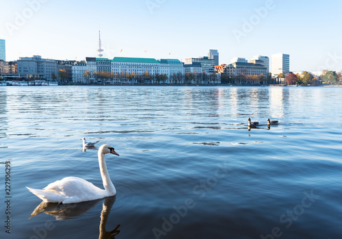 swan on Alster Lake in Hamburg, Germany against skyline on clear and sunny day